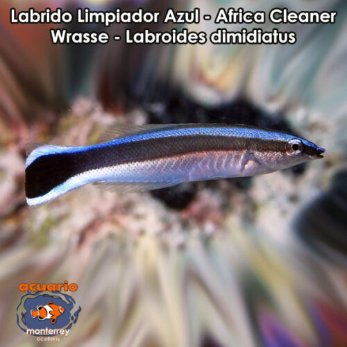 Labrido Limpiador Azul - Africa Cleaner Wrasse - Labroides dimidiatus