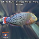 Labrido Reyna - Formosa Wrasse - Coris formosa
