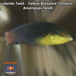 Labrido Twist - Yellow Breasted Tamarin - Anampses twisti
