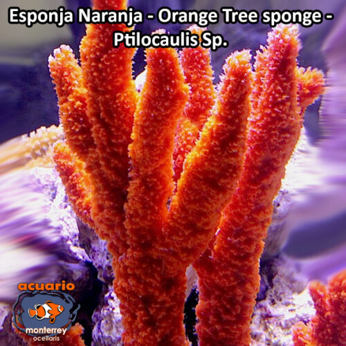 Esponja Naranja, Ptilocaulis Sp, Orange sponge tree