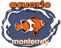 El mejor lugar para comprar peces marinos