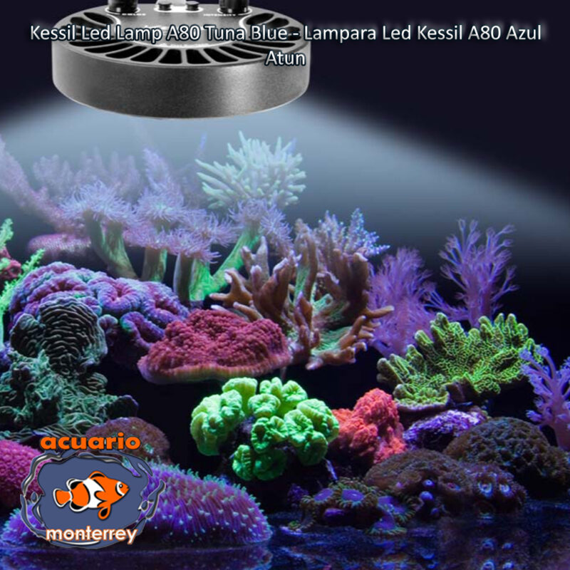 Kessil Led Lamp A80 Tuna Blue - Lampara Led Kessil A80 Azul Atun